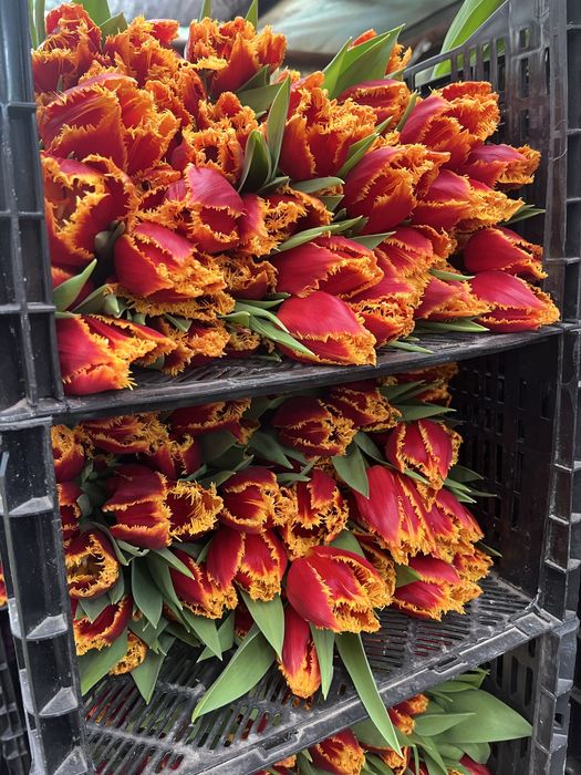 Беларусь тюльпаны премиум качество