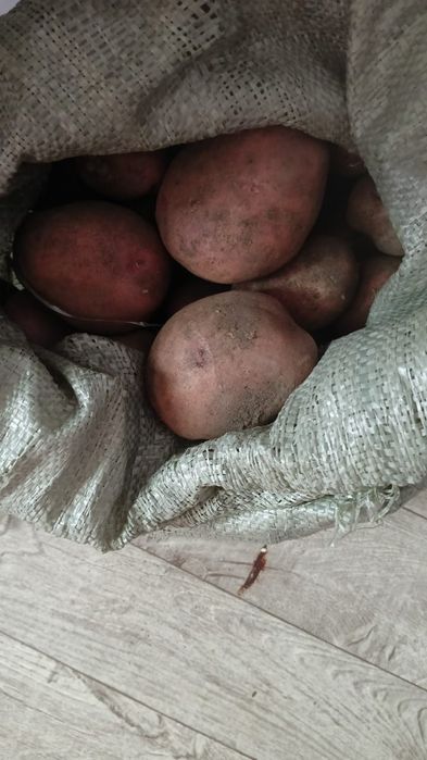 Картофель разных сортов