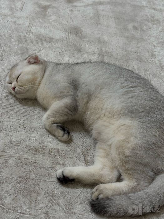Пристраивается кошка серебристая шиншилла