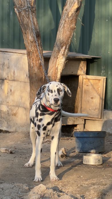 Далматин, далматинец 7айлық күшік