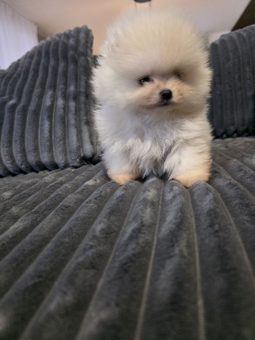 Мини померан момичета