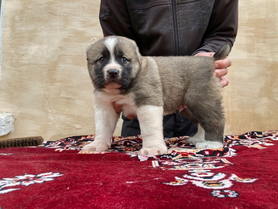 Щенок Туркменского Алабая ( чистокровный )