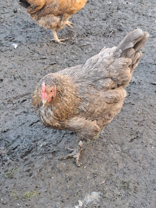 Продам курей и петухов