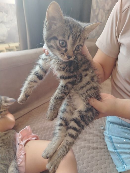 Отдам котят в хорошие руки