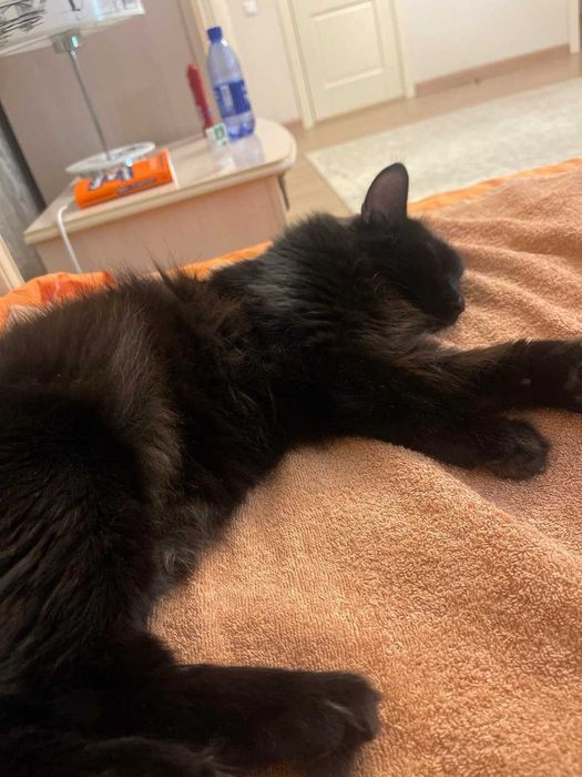 Черный кот, 2 года