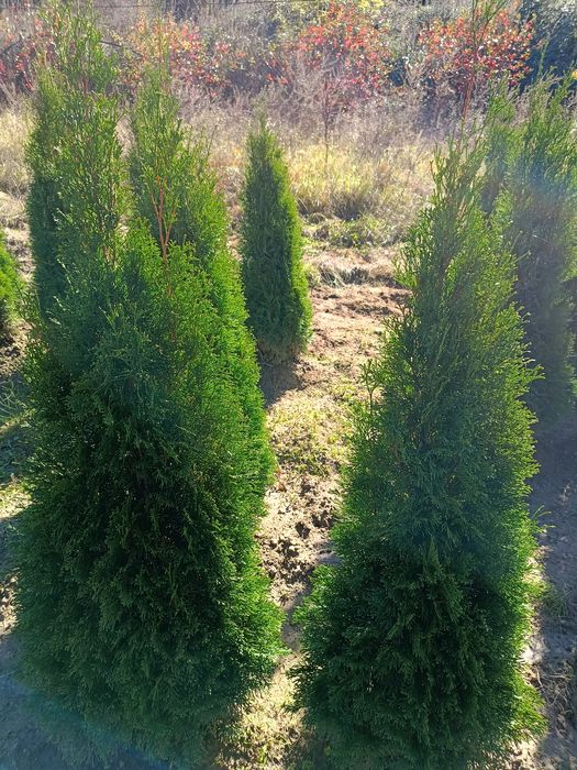 Западна туя  0.60-0.70м. ПРОИЗВОДИТЕЛ