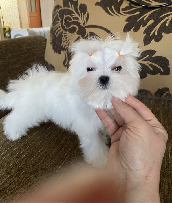 Щенки мальтезе девочка