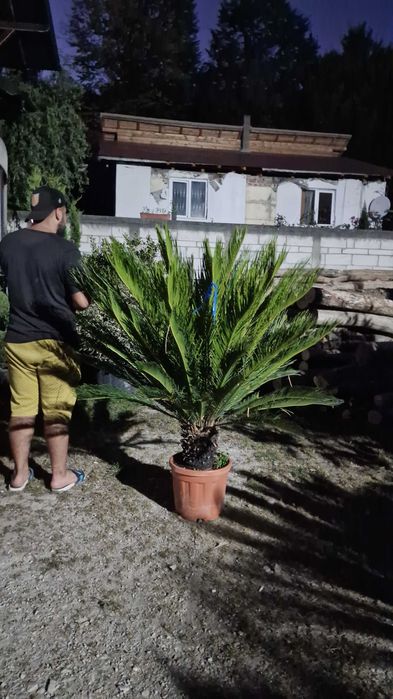 Palmier Cycas  Maslin Secular