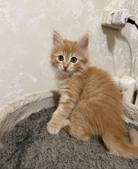 Рыжий сибирский котенок