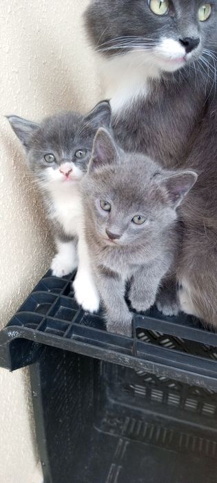 Продам котят! Симпотяшки очень игривые, есть платная доставка!