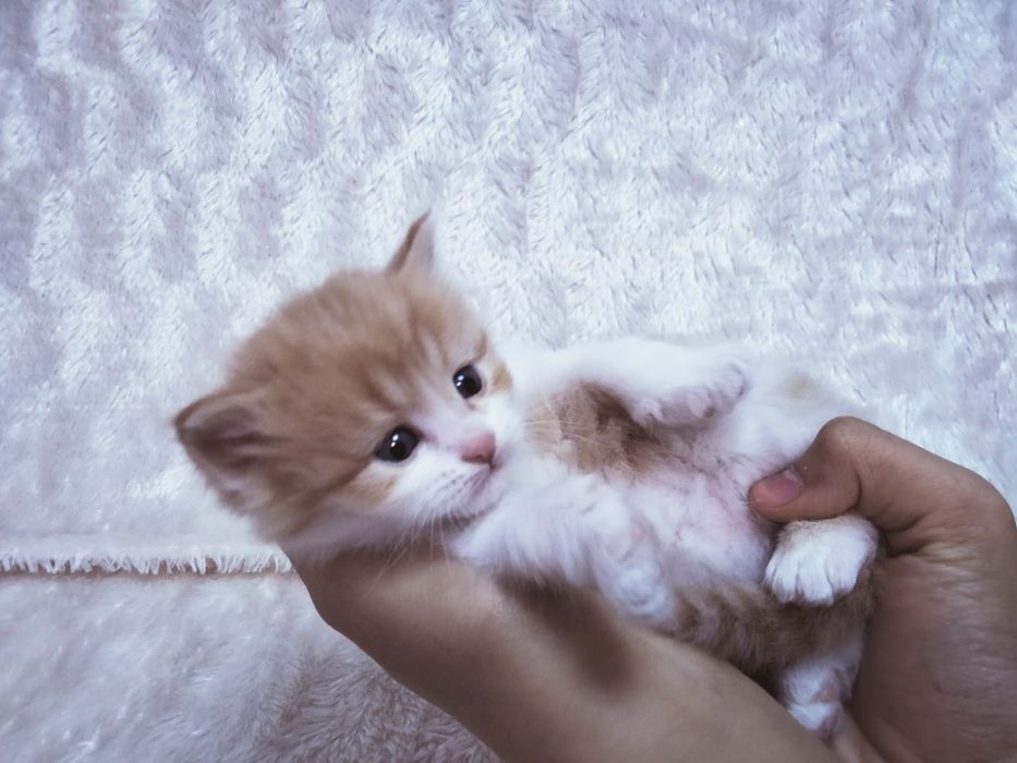 Продам котёнка,  персидской породы.