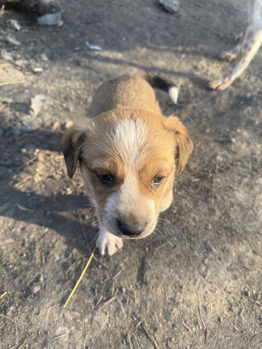 Отдам щенков в дотрые руки