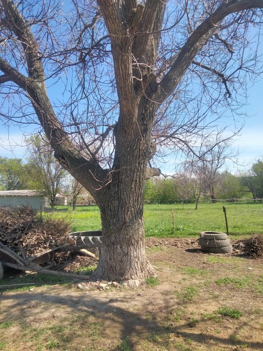Жаңғақ талы сатылады келісім бойынша