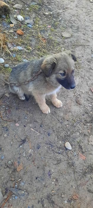 Томпақ сатылады күшік