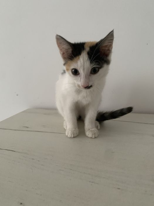 Котенок 2 месяца девочка