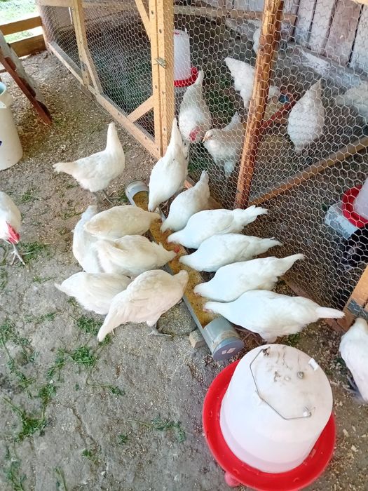 Ouă pentru incubator La bresse