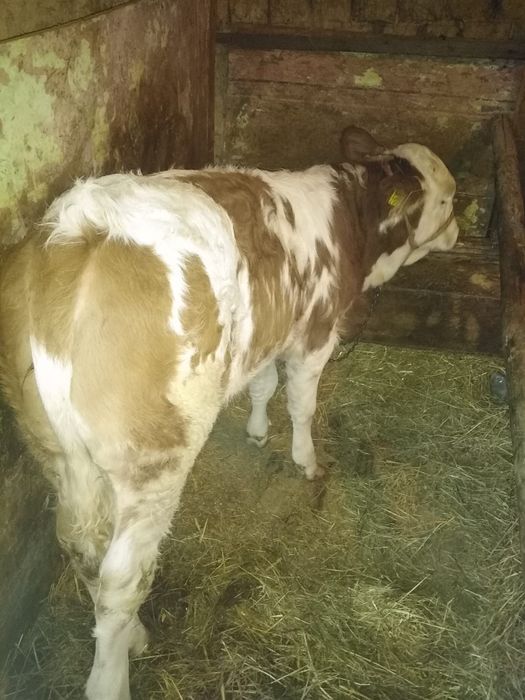 Vand vitea de 3 luni