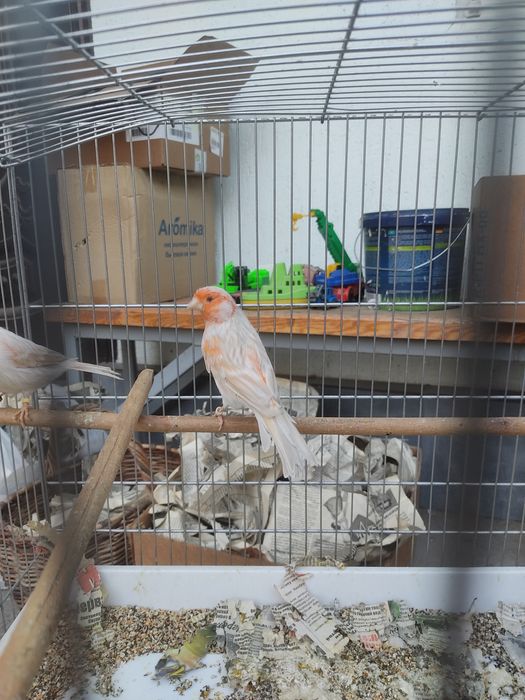 Канарейка самец сатинет