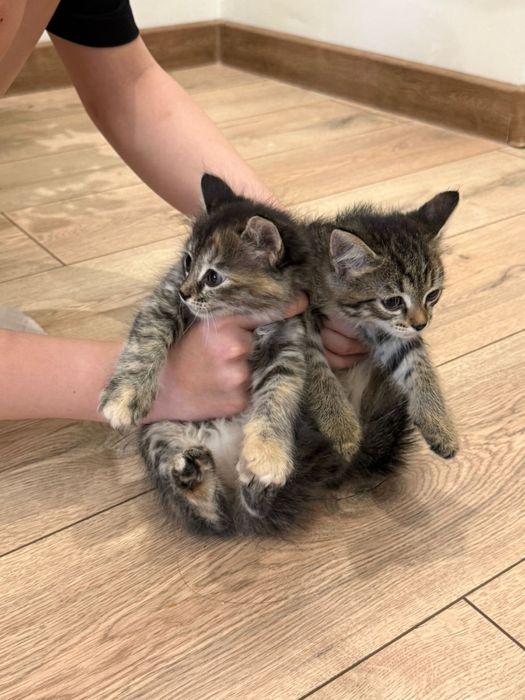 Отдам котят в добрые руки