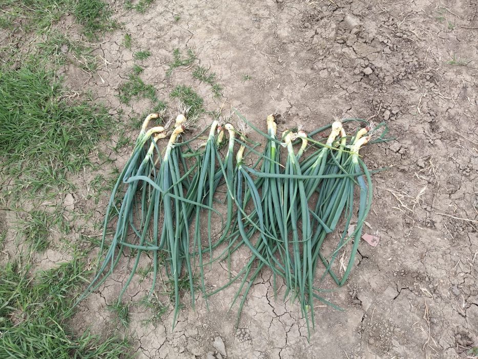 Vând ceapă verde