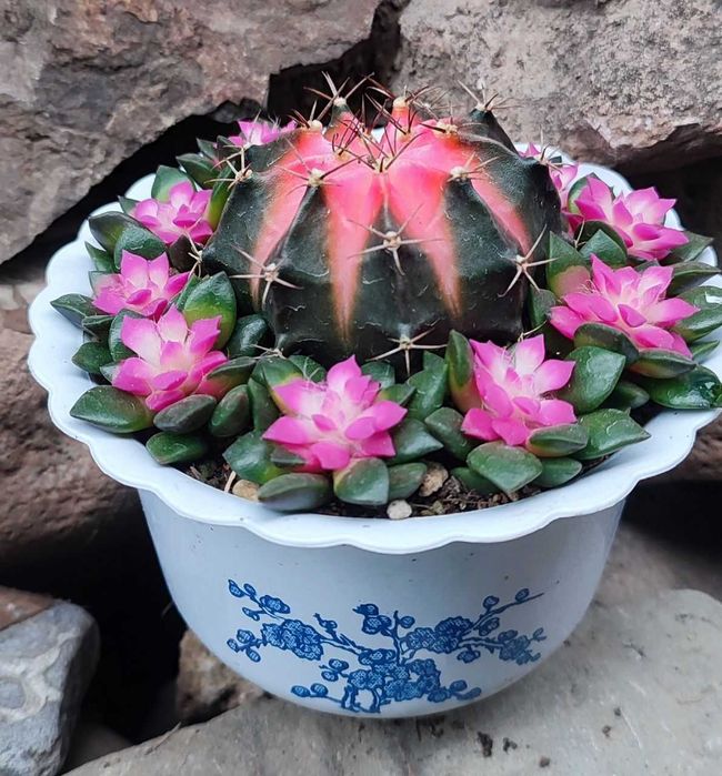 Композиции из суккулентов и кактусов