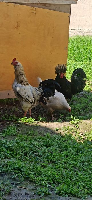 Обмен. Соглом хурузлар