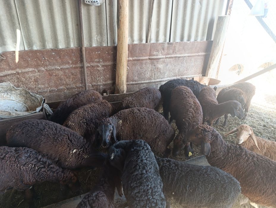 Тоқтылар сатылады келісімді