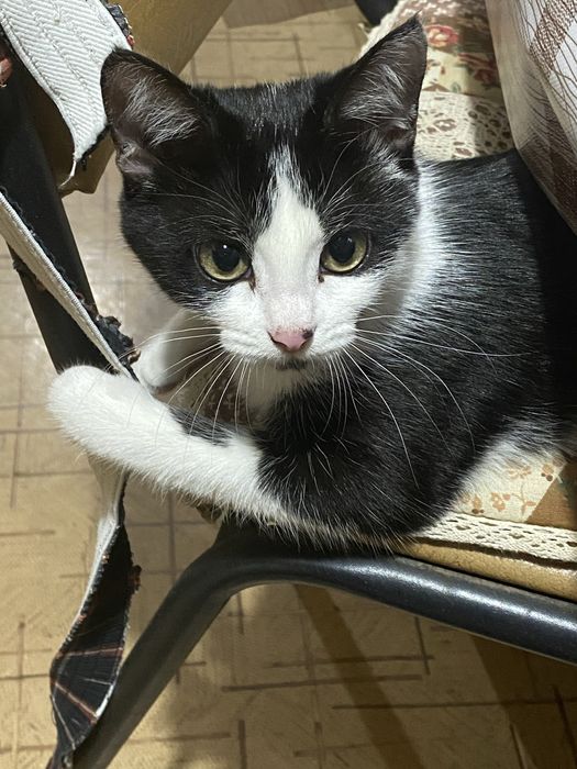 Кошечка 6 месяцев, девочка