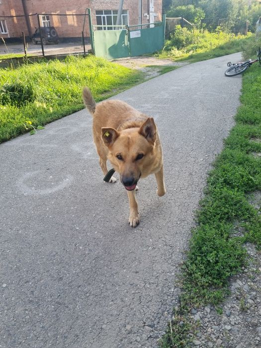 Собака симпотяга ищет дом