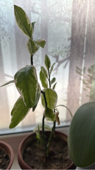 Продам цветы  распродаю срочно