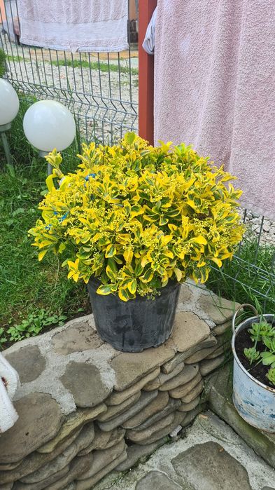 Vând euonymus globular