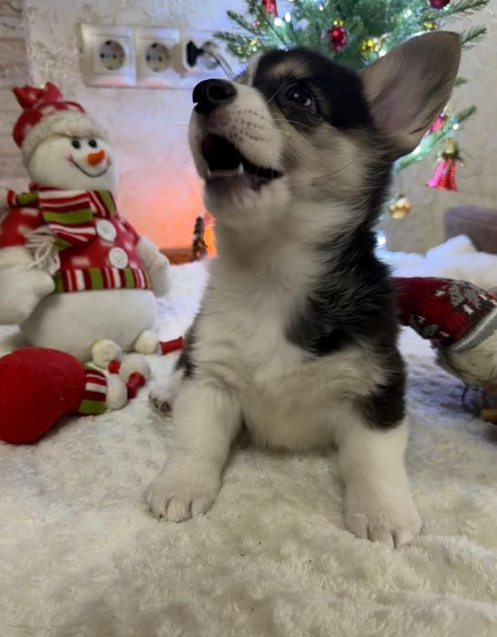 Вельш корги пемброк триколорного окраса