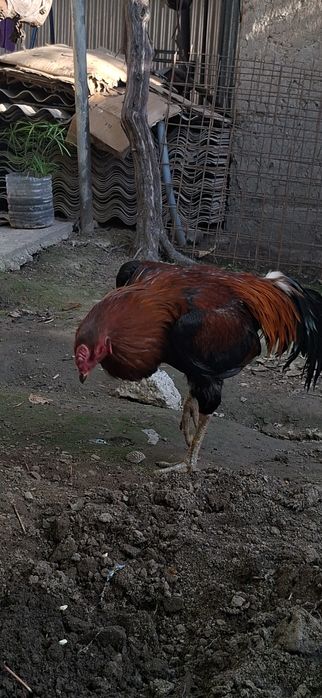 Dakan Xo'roz. Srochna sotiladi