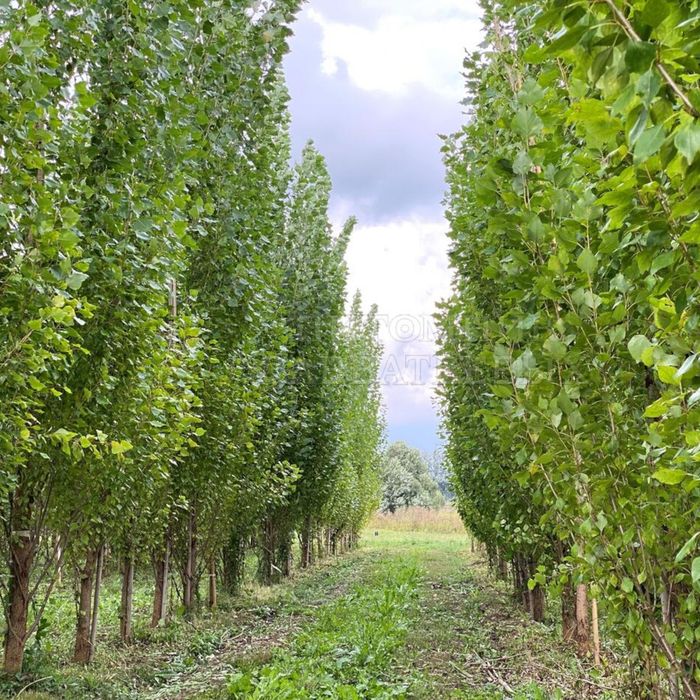 Тополь пирамидальный