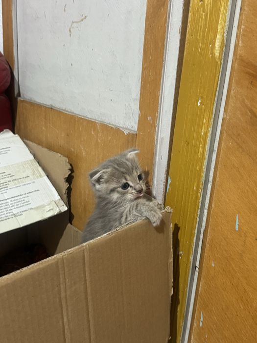 Продам котенка 1 месяц