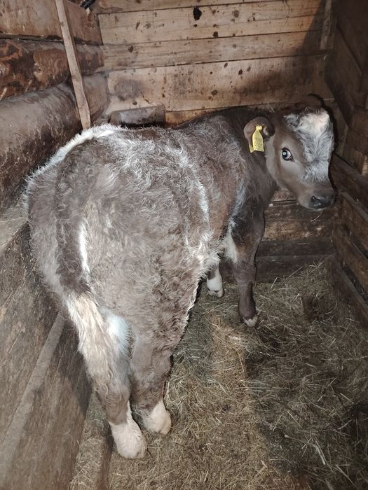 vând 3 vitei belgieni