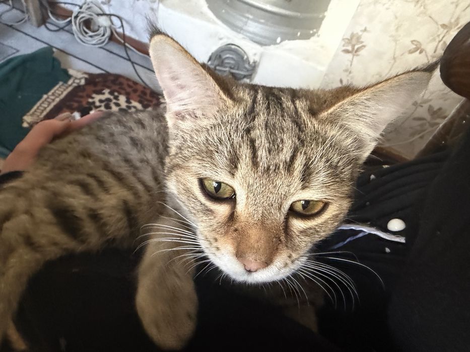 Отдам котенка подросток