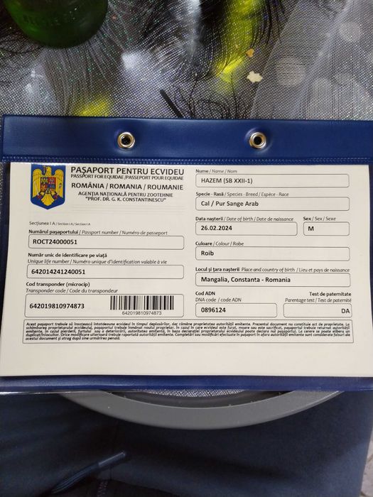 Vând armăsar pur sange arab