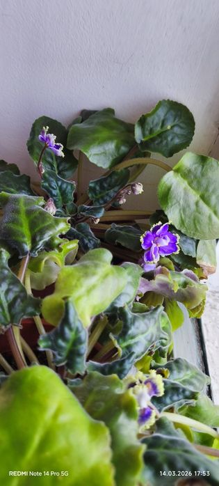 Продам махровую фиалку.