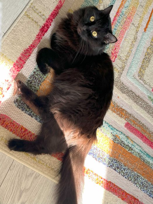 Красивый кот добрым людям!