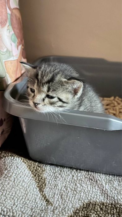 Котята, мальчик и девочка (6 недель)