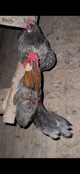 Продам карликовых кур пару