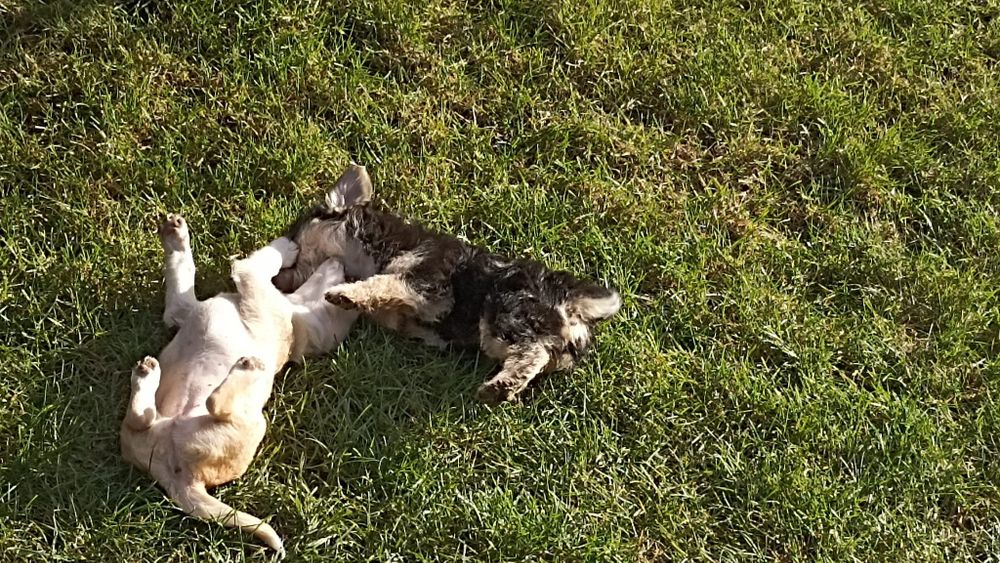 Adopție pui cătei talie mică.