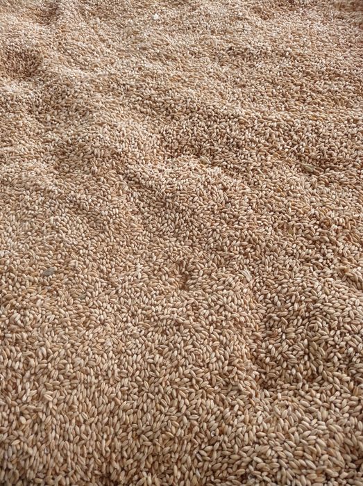 Triticale de vînzare