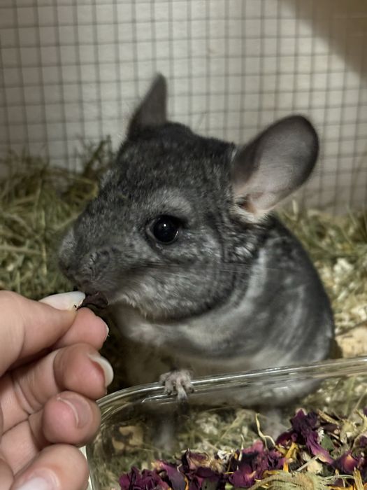 Pui de Chinchilla