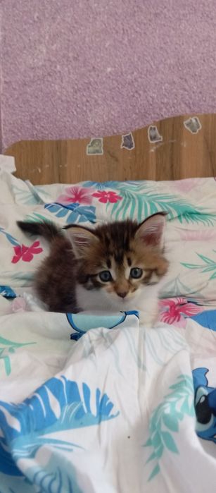 Котенок девочка Папа Мейн кун