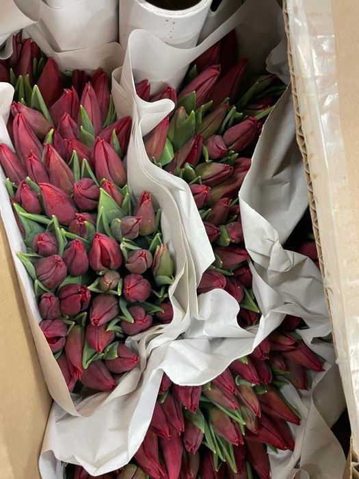 Тюльпан оптом от 300шт