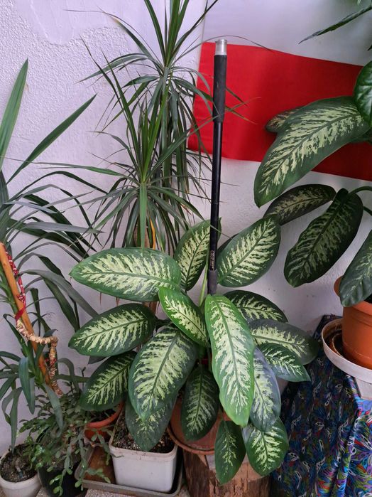 Plante verzi la ghiveci.