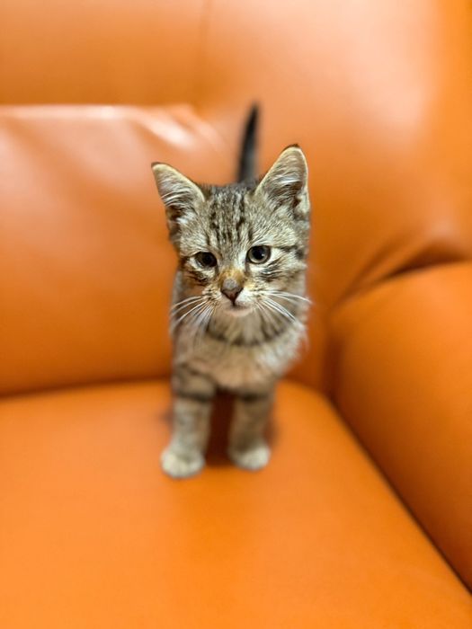 Ofer spre adopție!!!