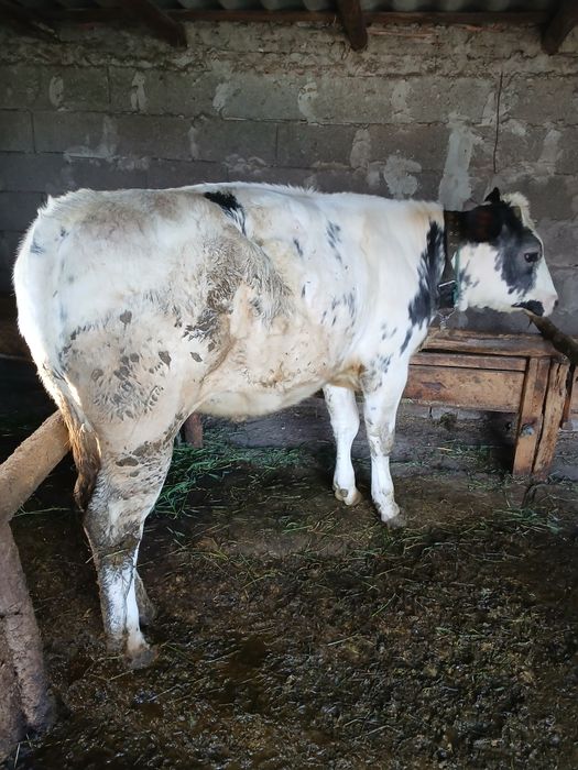 De vânzare 2 vitele și un manz!